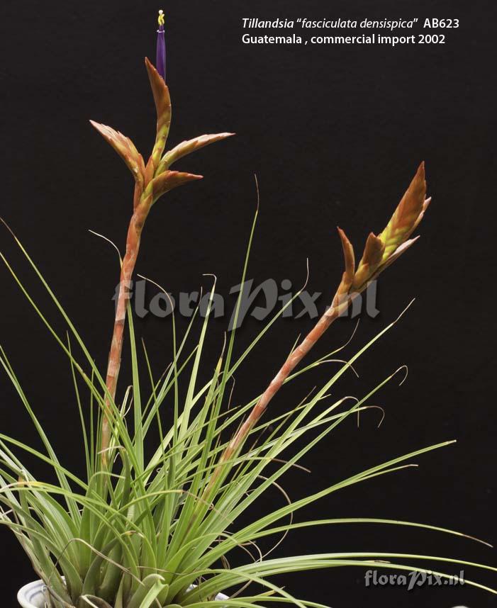 Tillandsia rodrigueziana