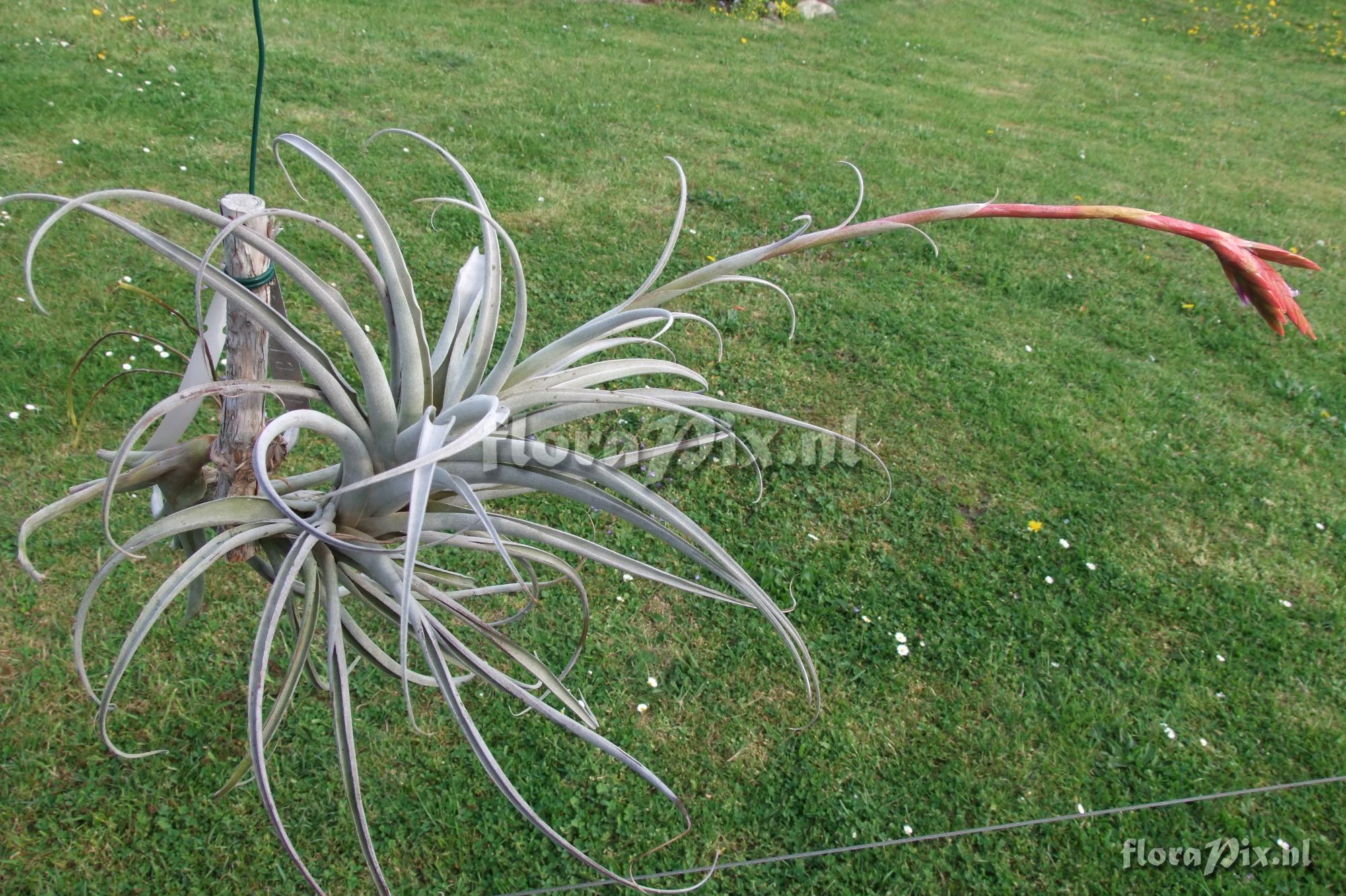 Tillandsia krahnii x T. latifolia