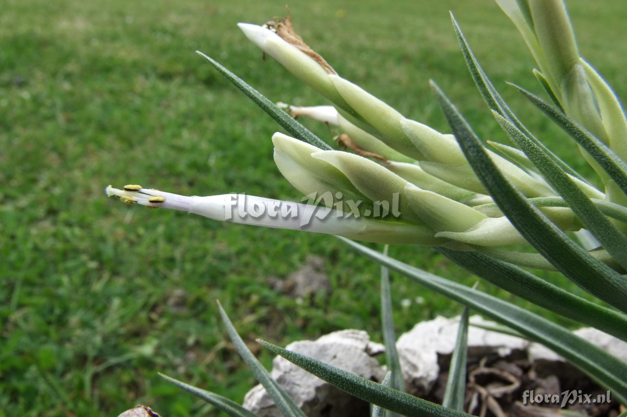 Tillandsia santosiae