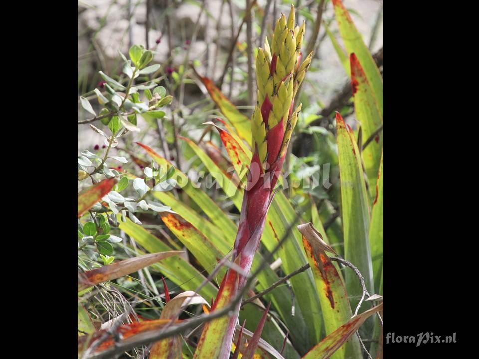 Tillandsia sp