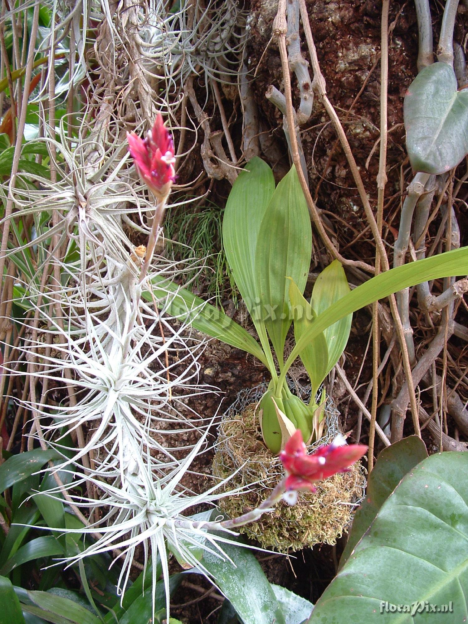 Tillandsia tectorum