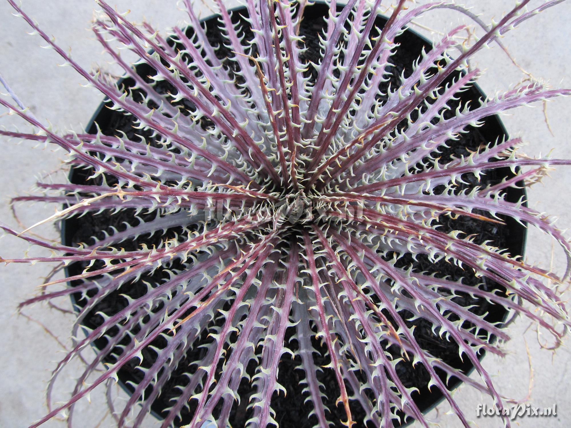 Dyckia dawsonii