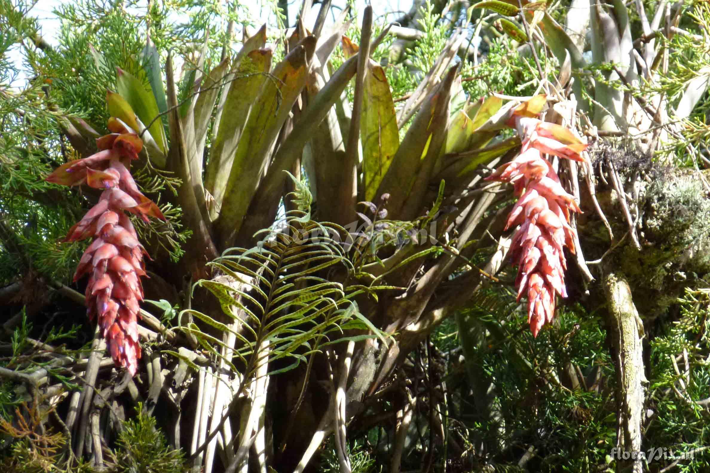 Tillandsia compacta