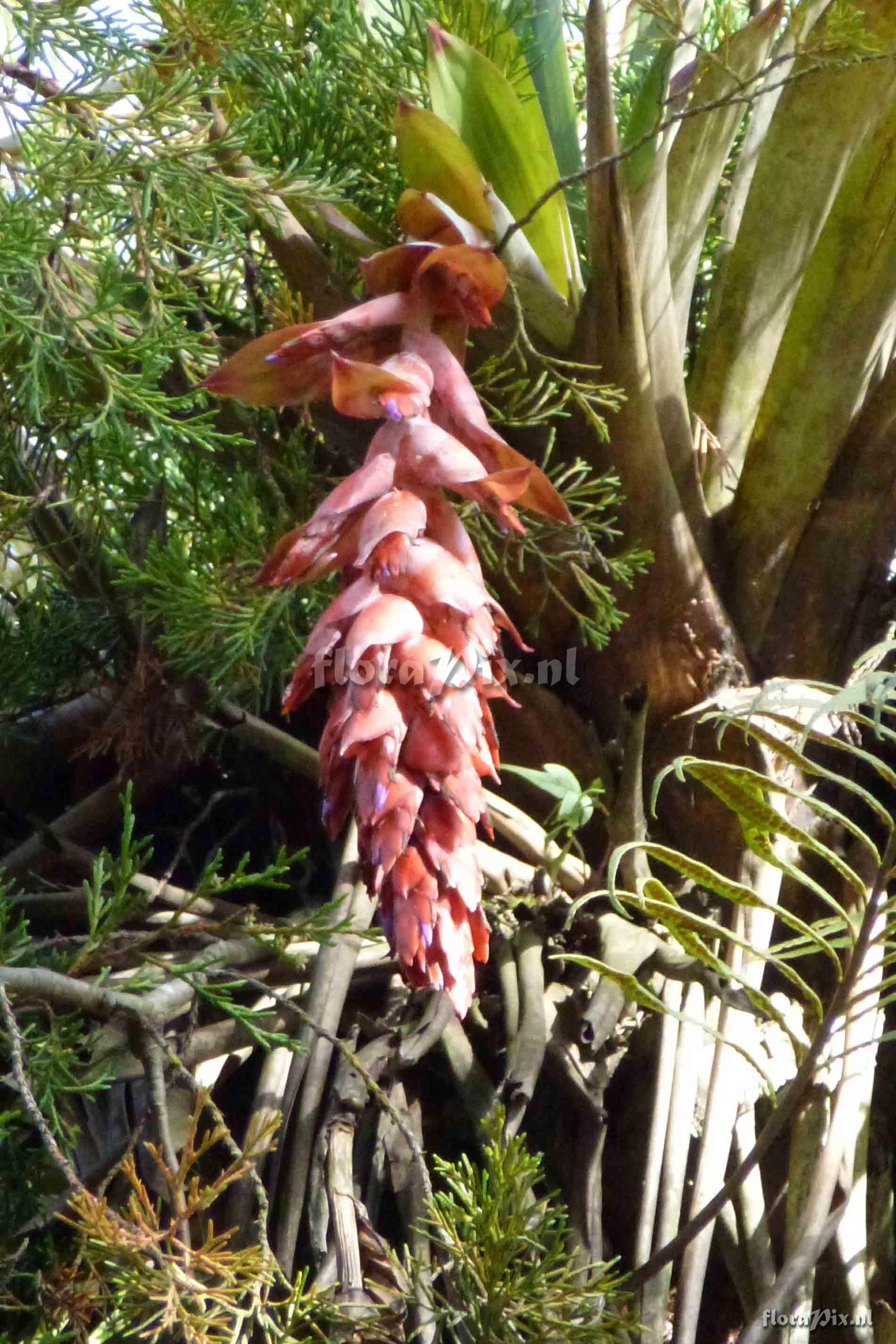 Tillandsia compacta