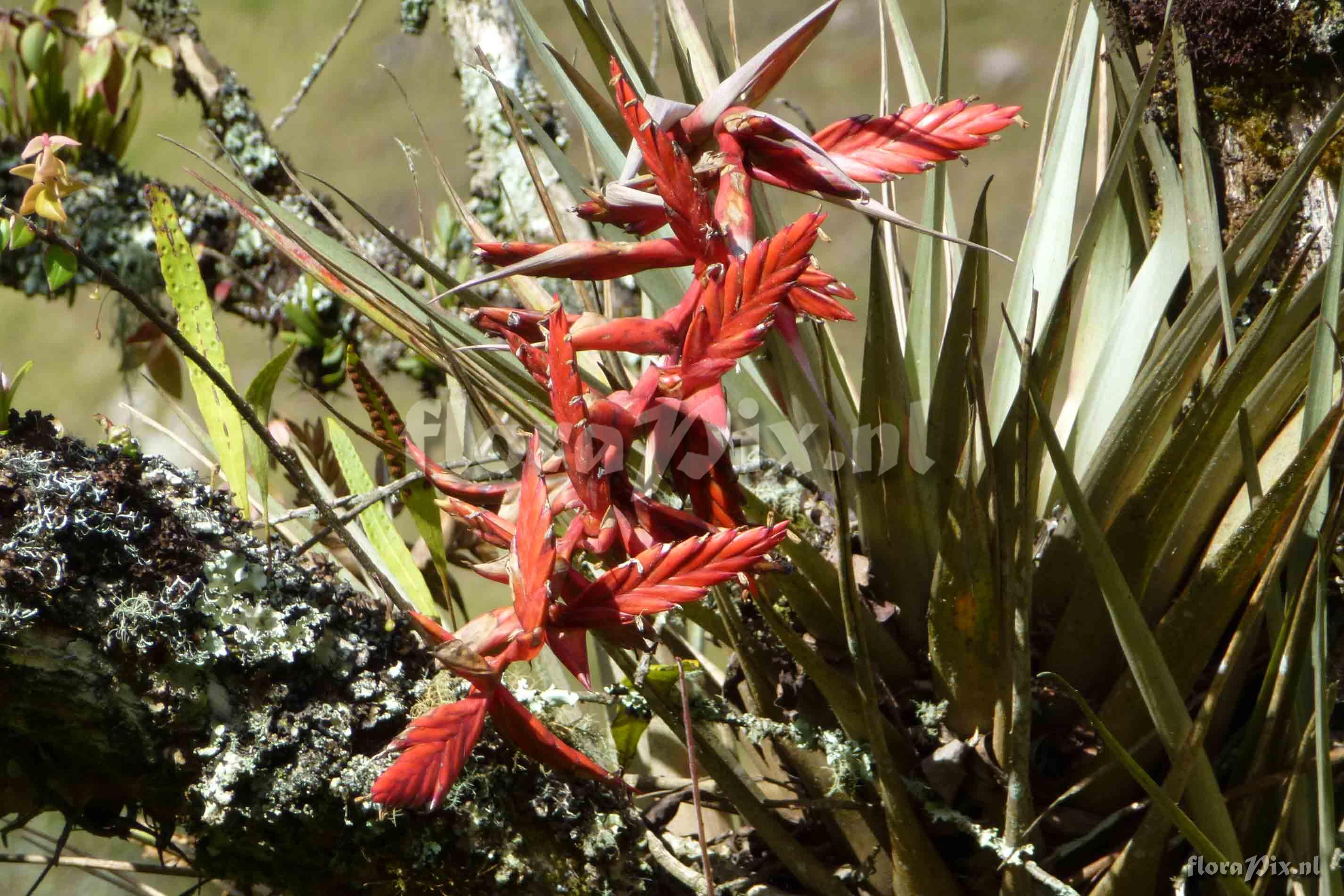 Tillandsia ?