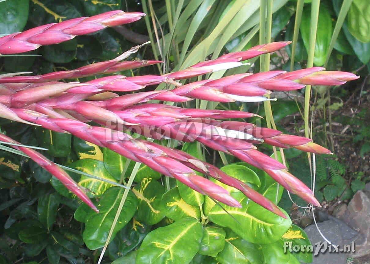 Tillandsia fasciculata x utriculata