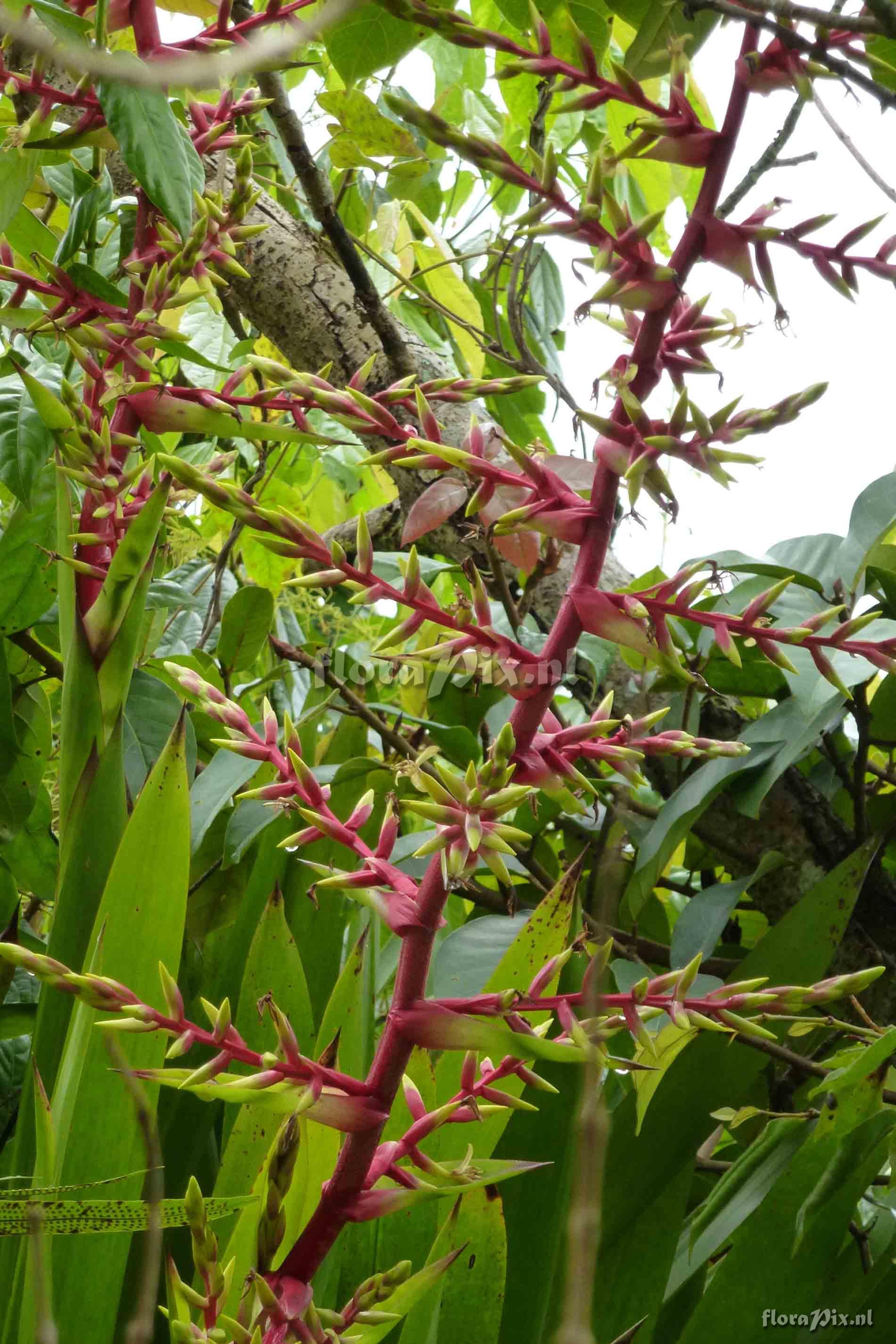 Guzmania betancurii