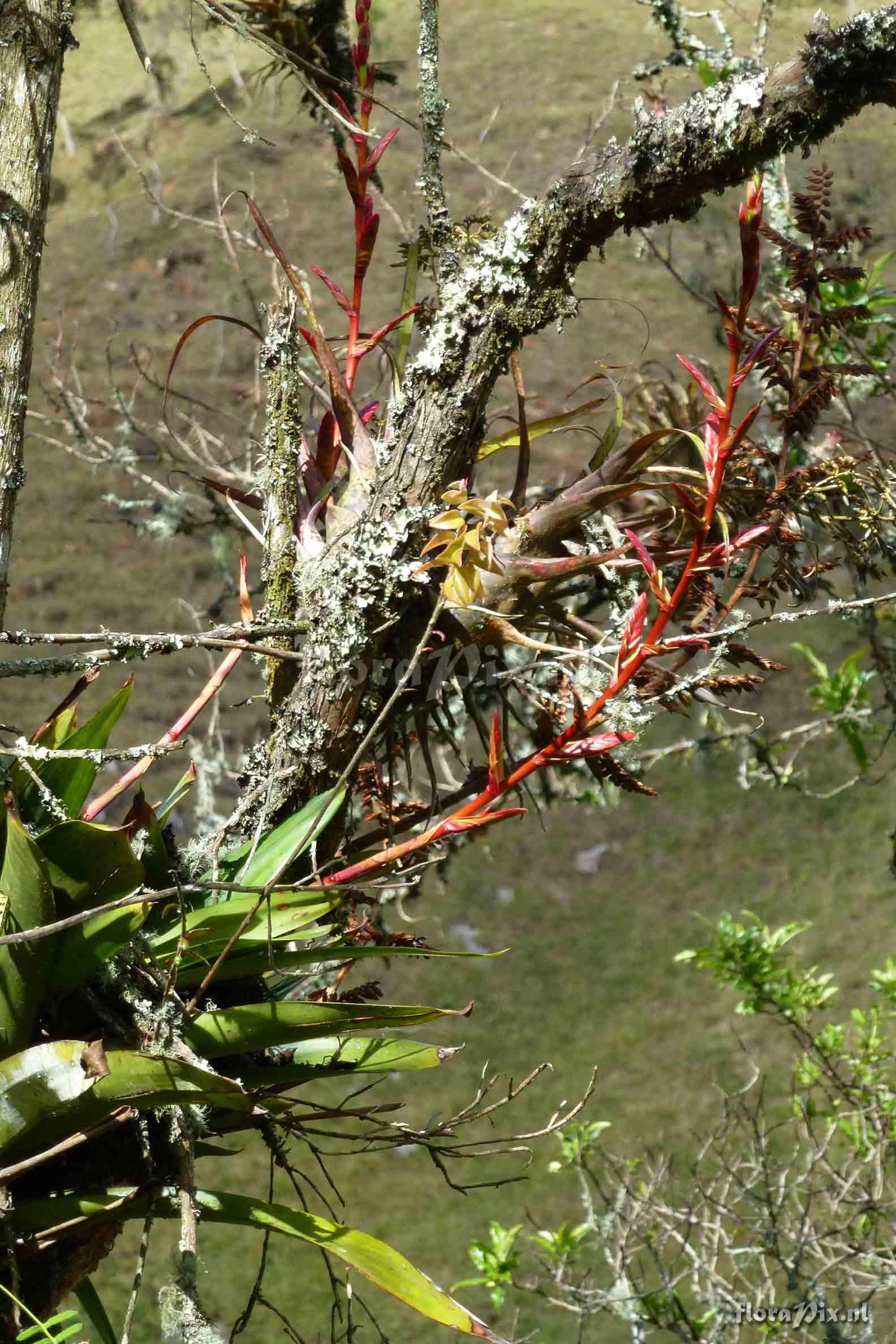 Tillandsia ?