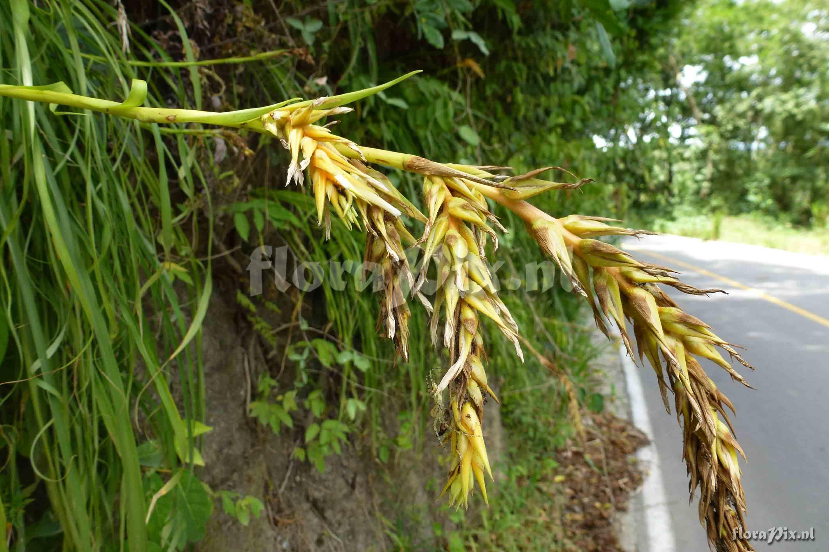 Pitcairnia fluvialis ?