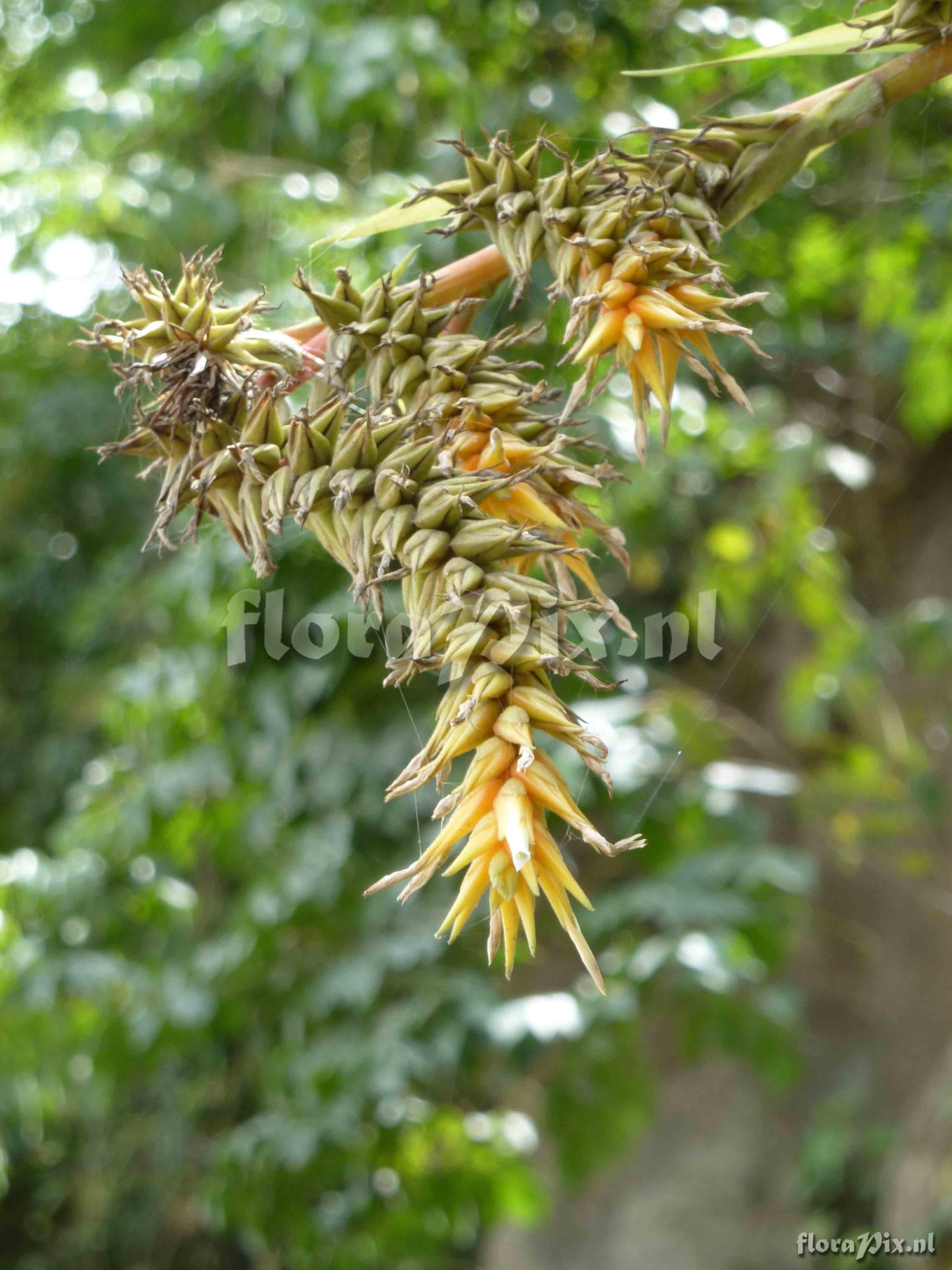 Pitcairnia fluvialis ?