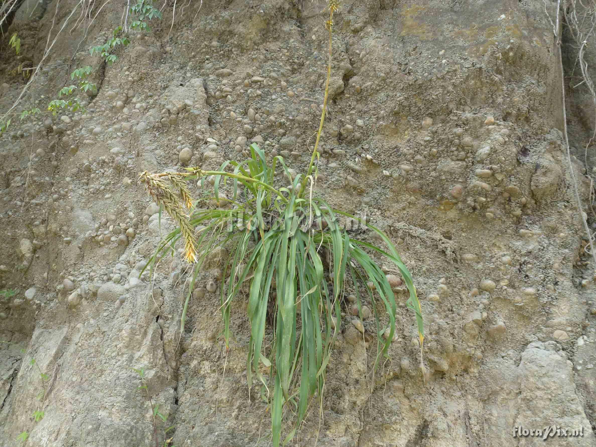 Pitcairnia fluvialis ?