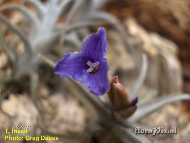 Tillandsia friesii