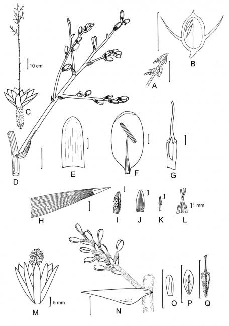 picturePlateL