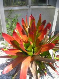 pictureY