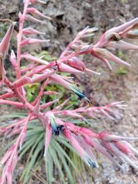 pictureY