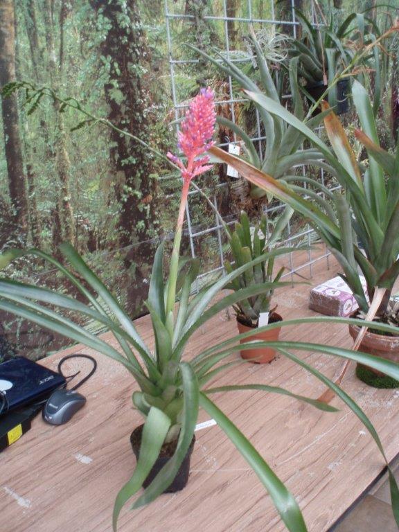 Bromelia Contact Groep