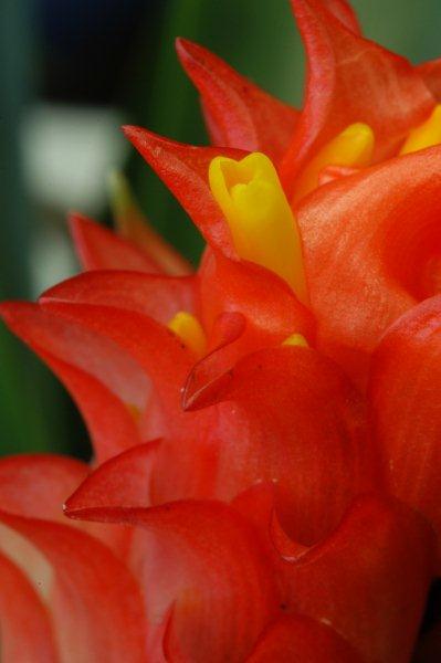 Bromelia Contact Groep