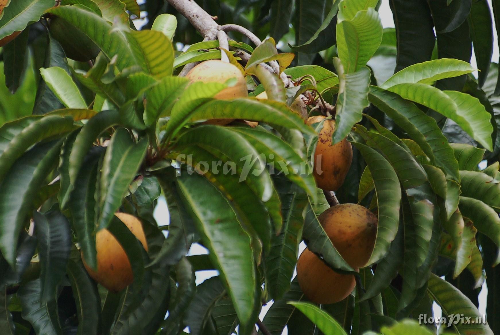 Chrysophyllum sp. Sapotaceae