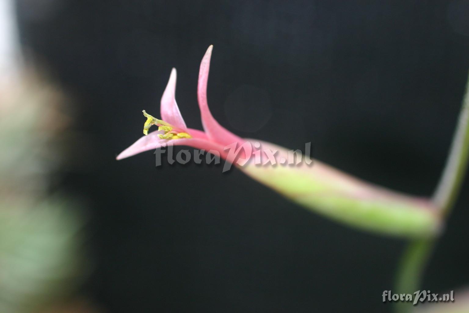 Tillandsia flexuosa