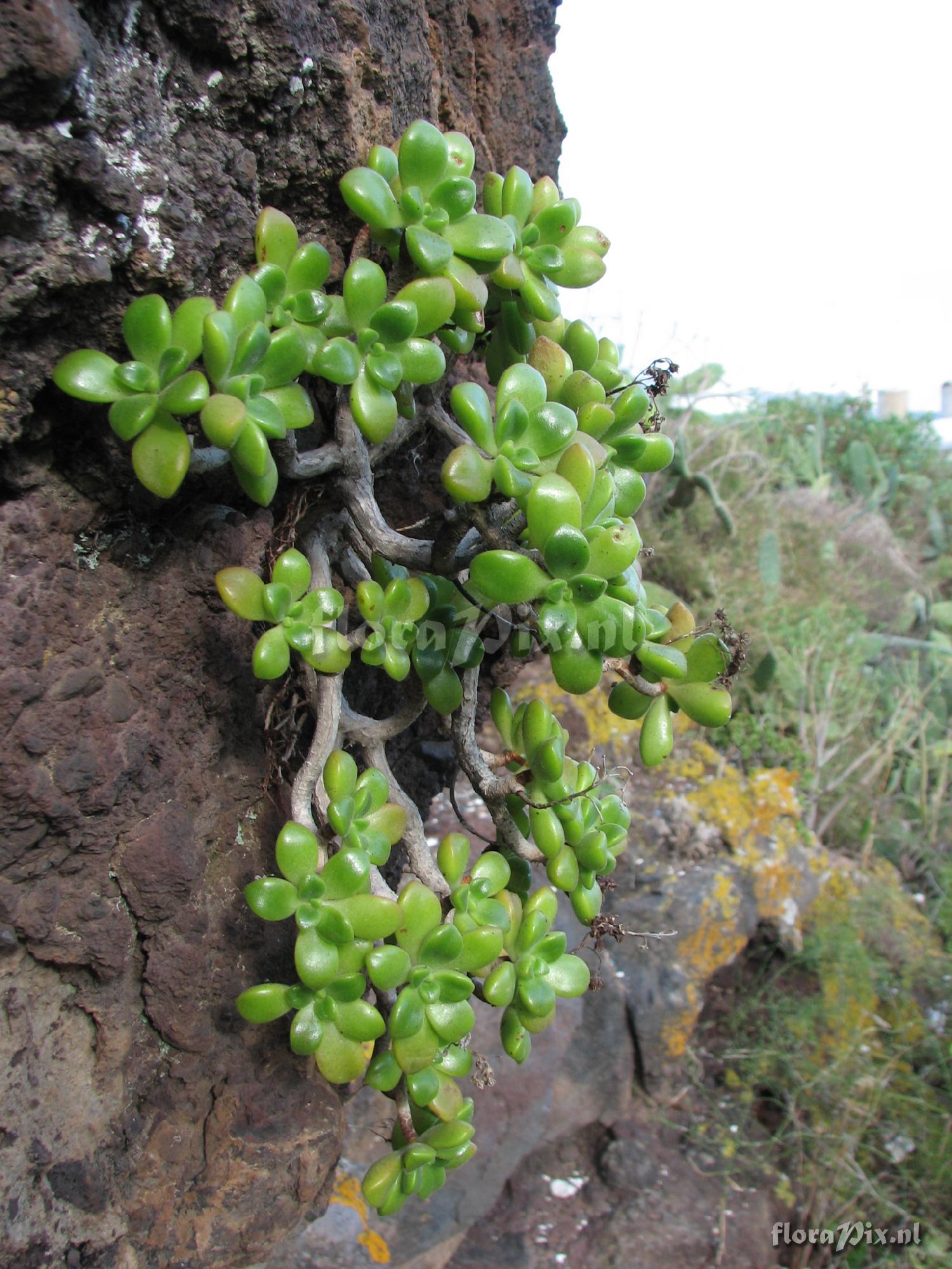 Aeonium lindleyi