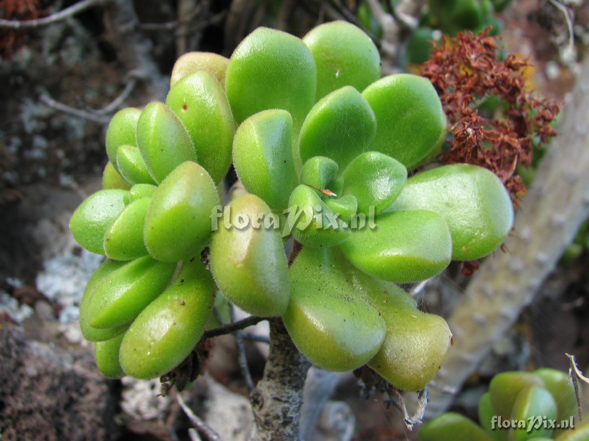 Aeonium lindleyi