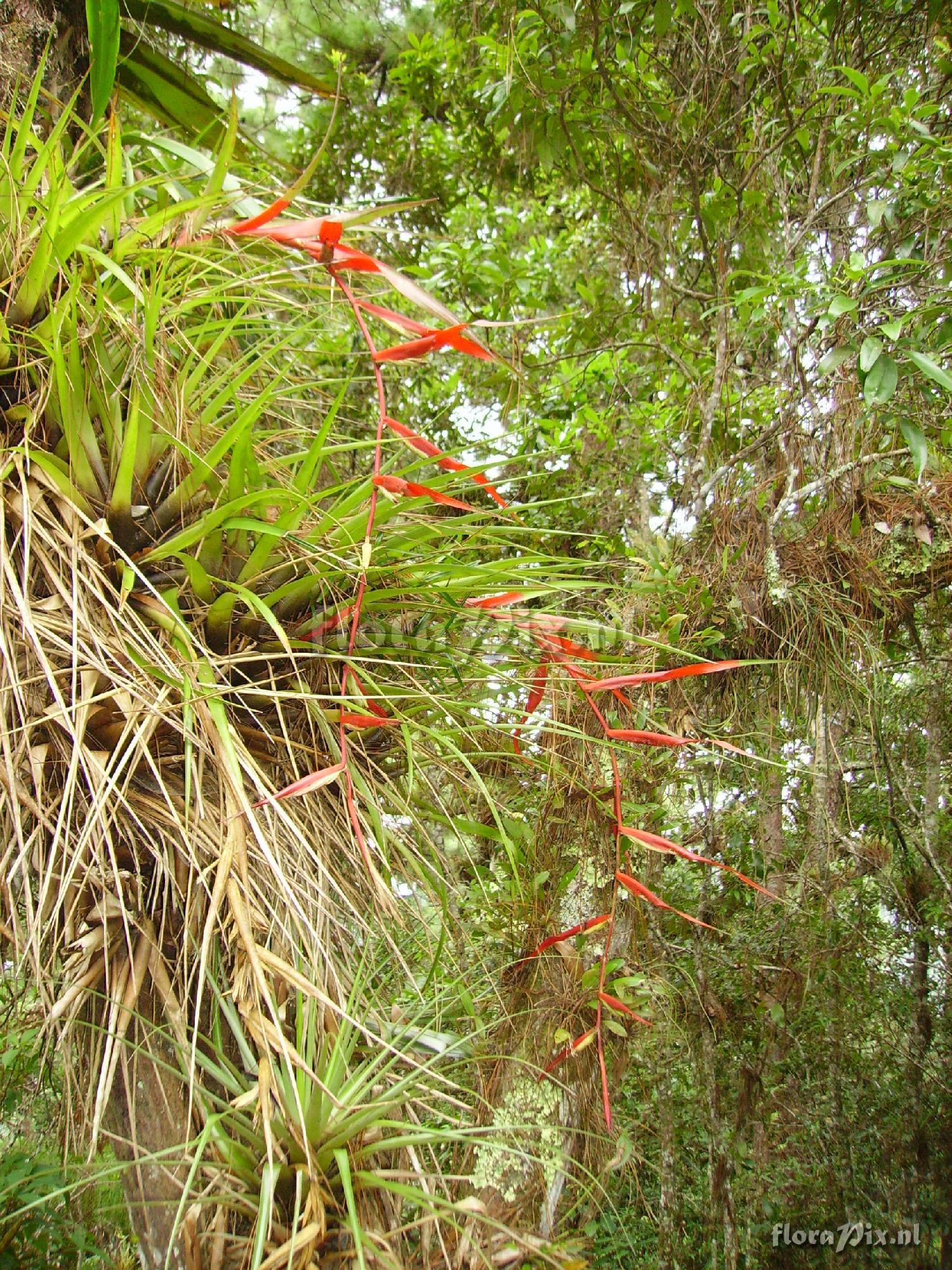 Tillandsia standleyi