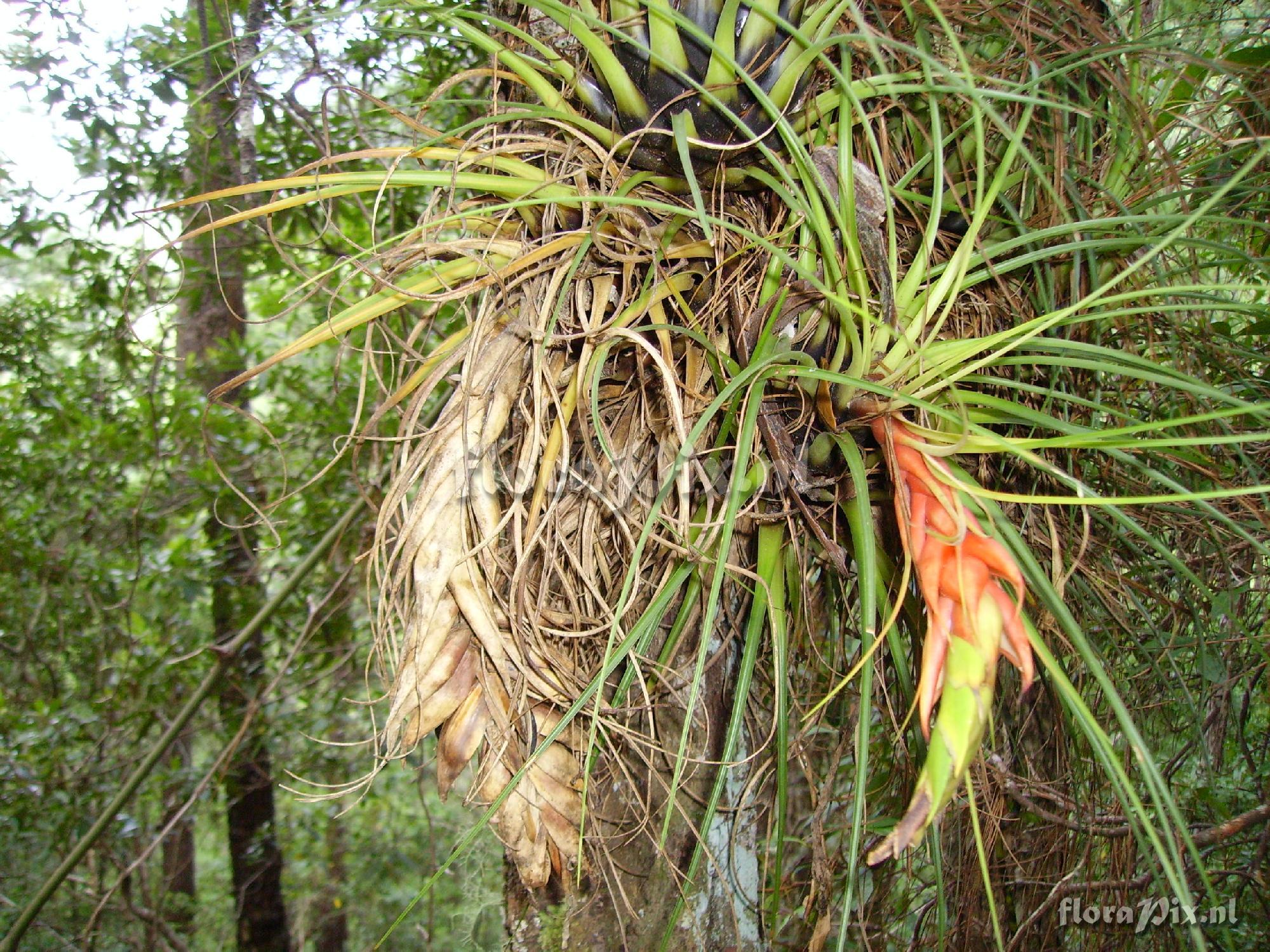 Tillandsia punctulata