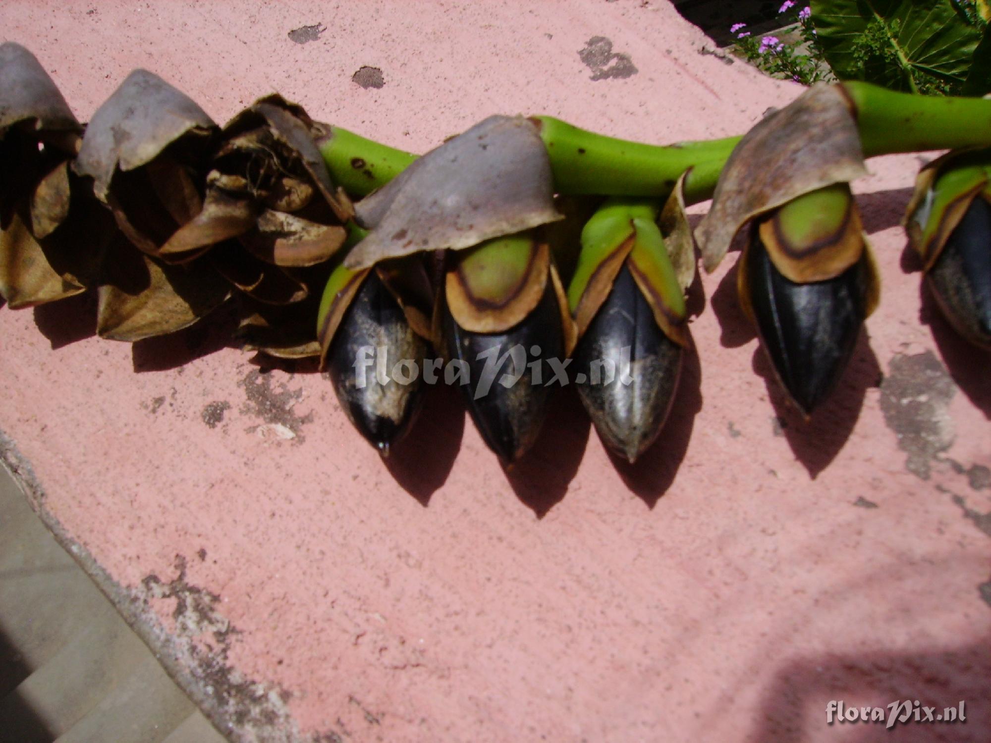 Werauhia werckleana