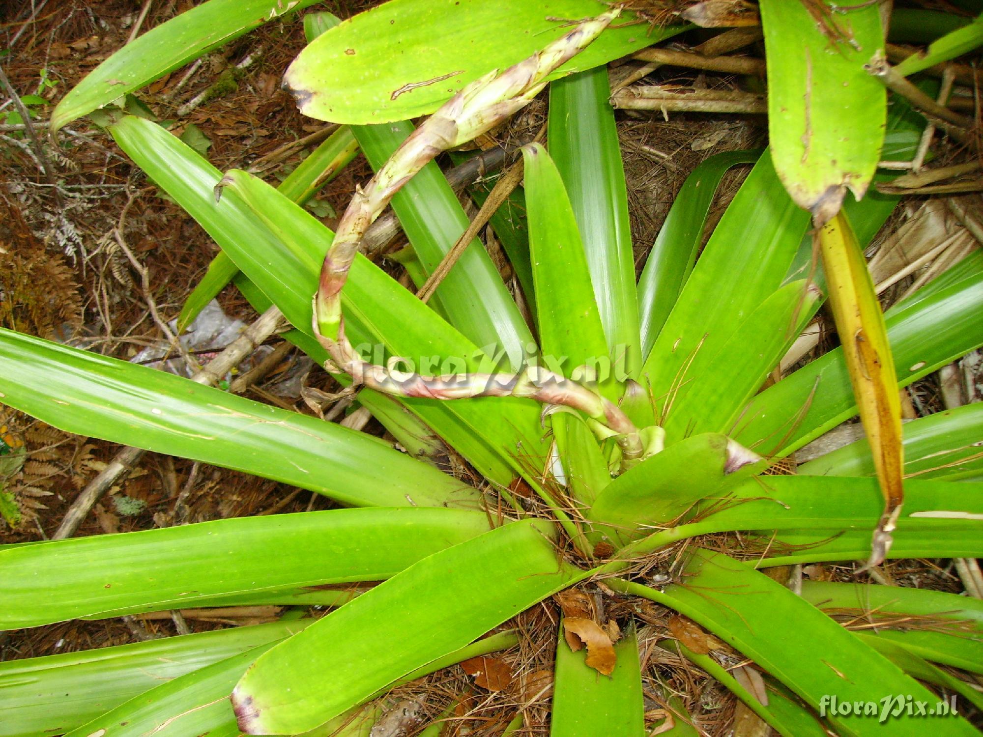 Werauhia werckleana