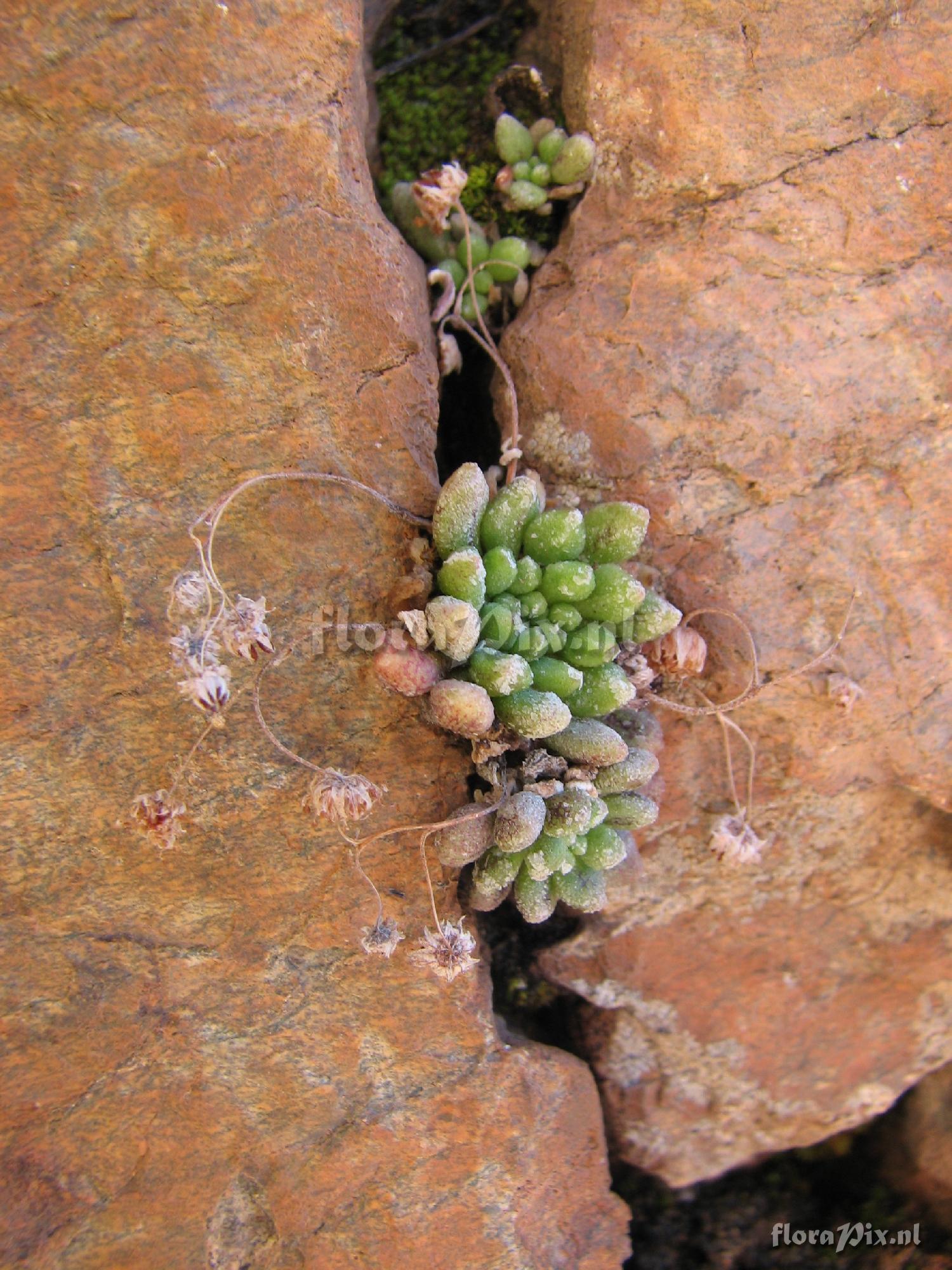 Monanthus niphophila