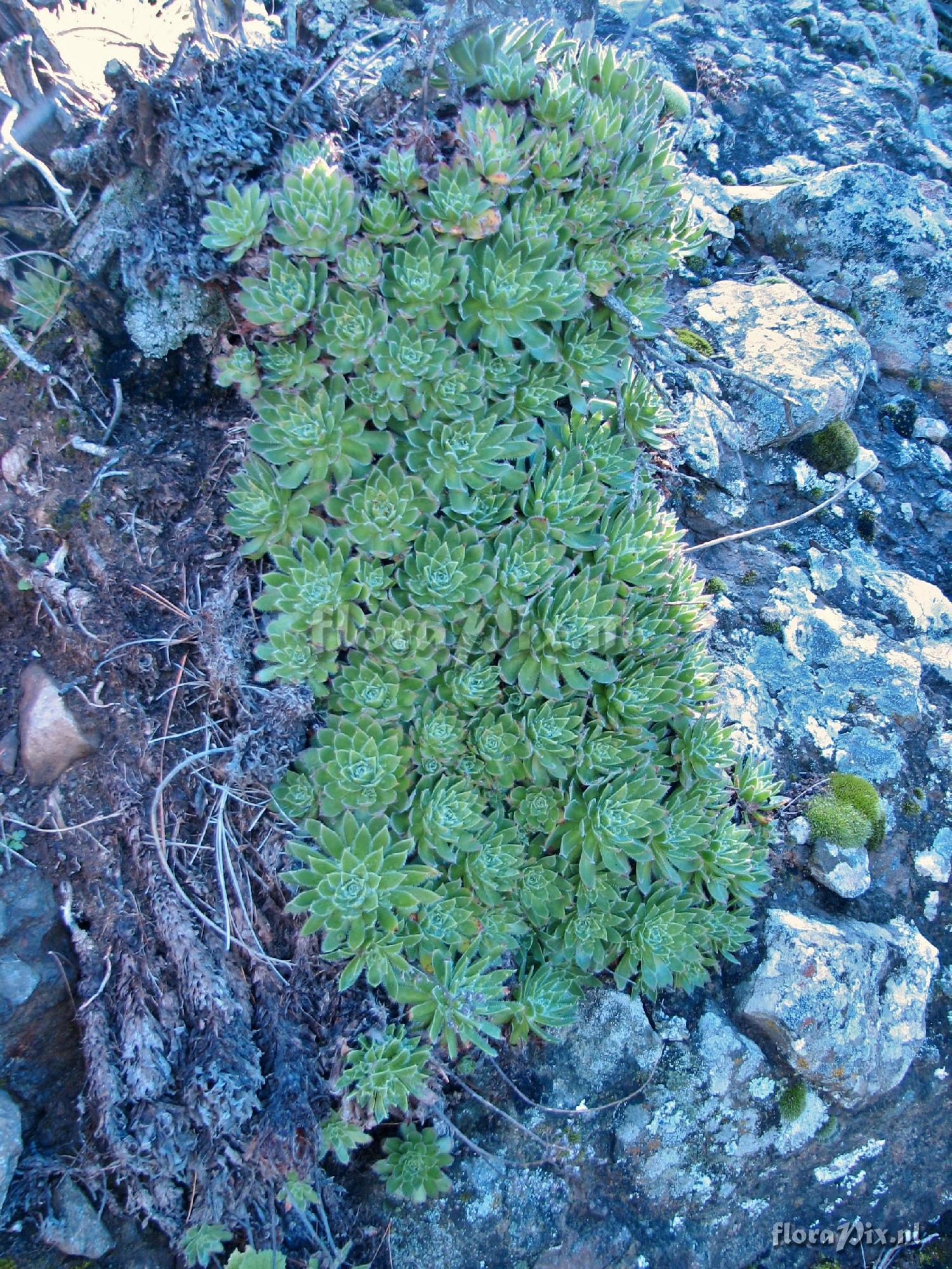 Aeonium simsii