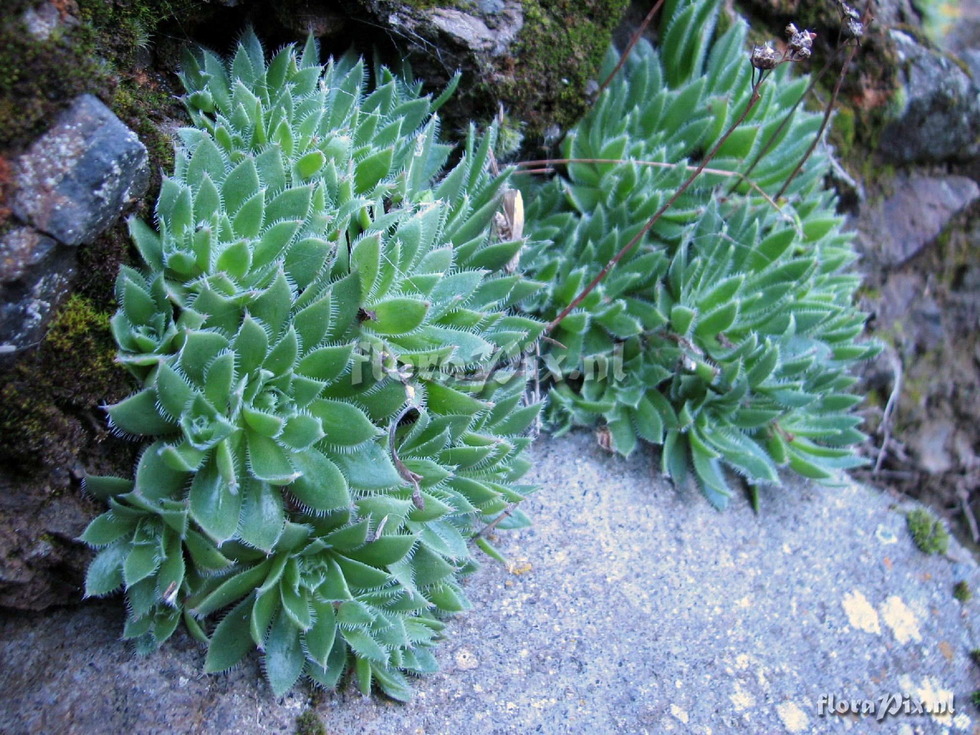 Aeonium simsii