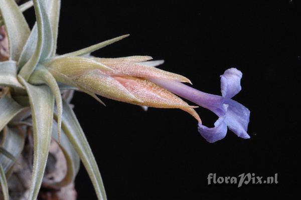 Tillandsia gerdae