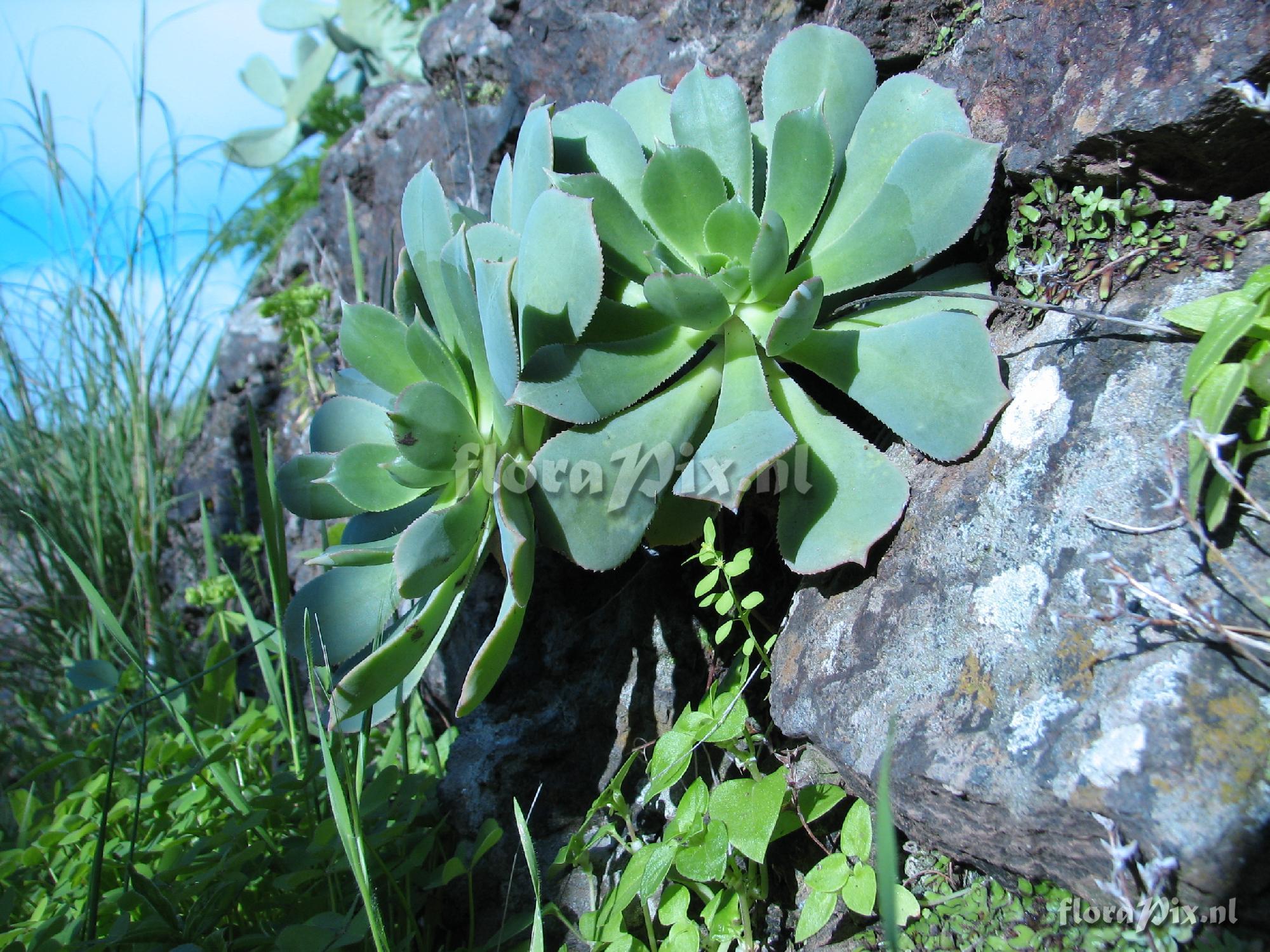 Aeonium percarneum