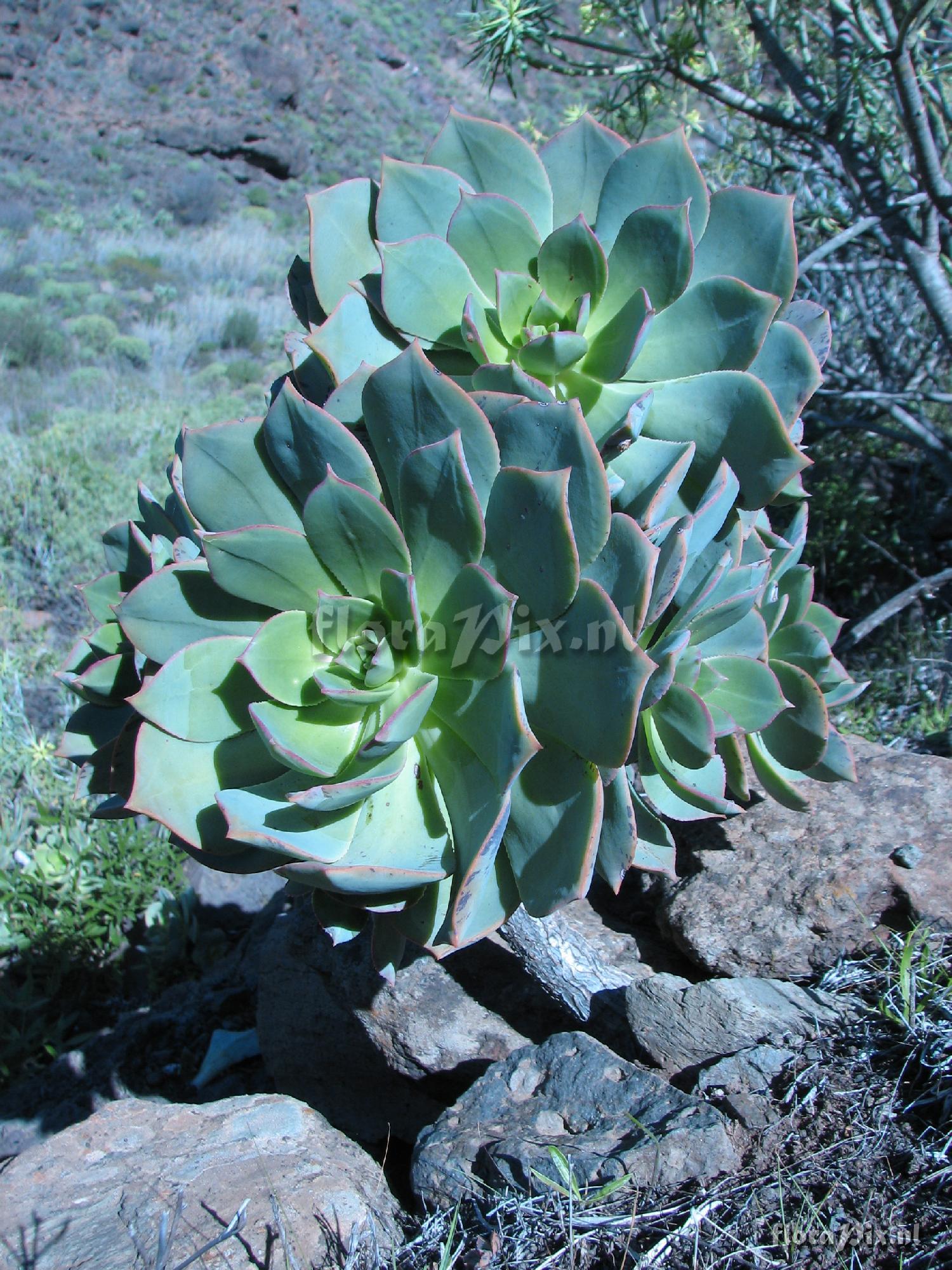 Aeonium percarneum