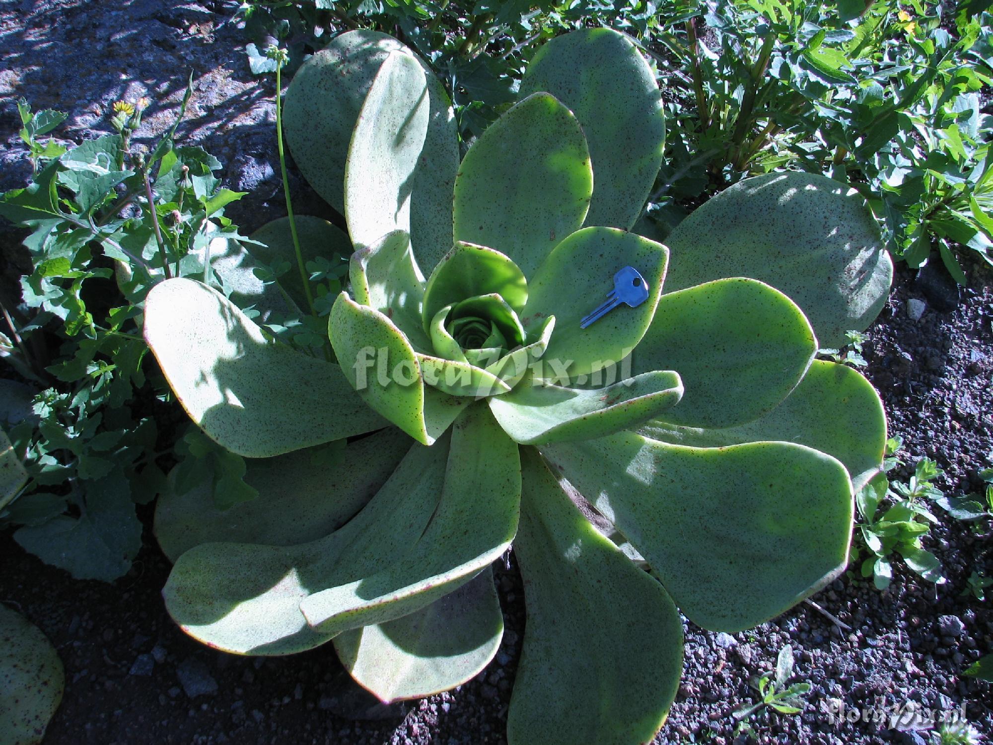 Aeonium nobile