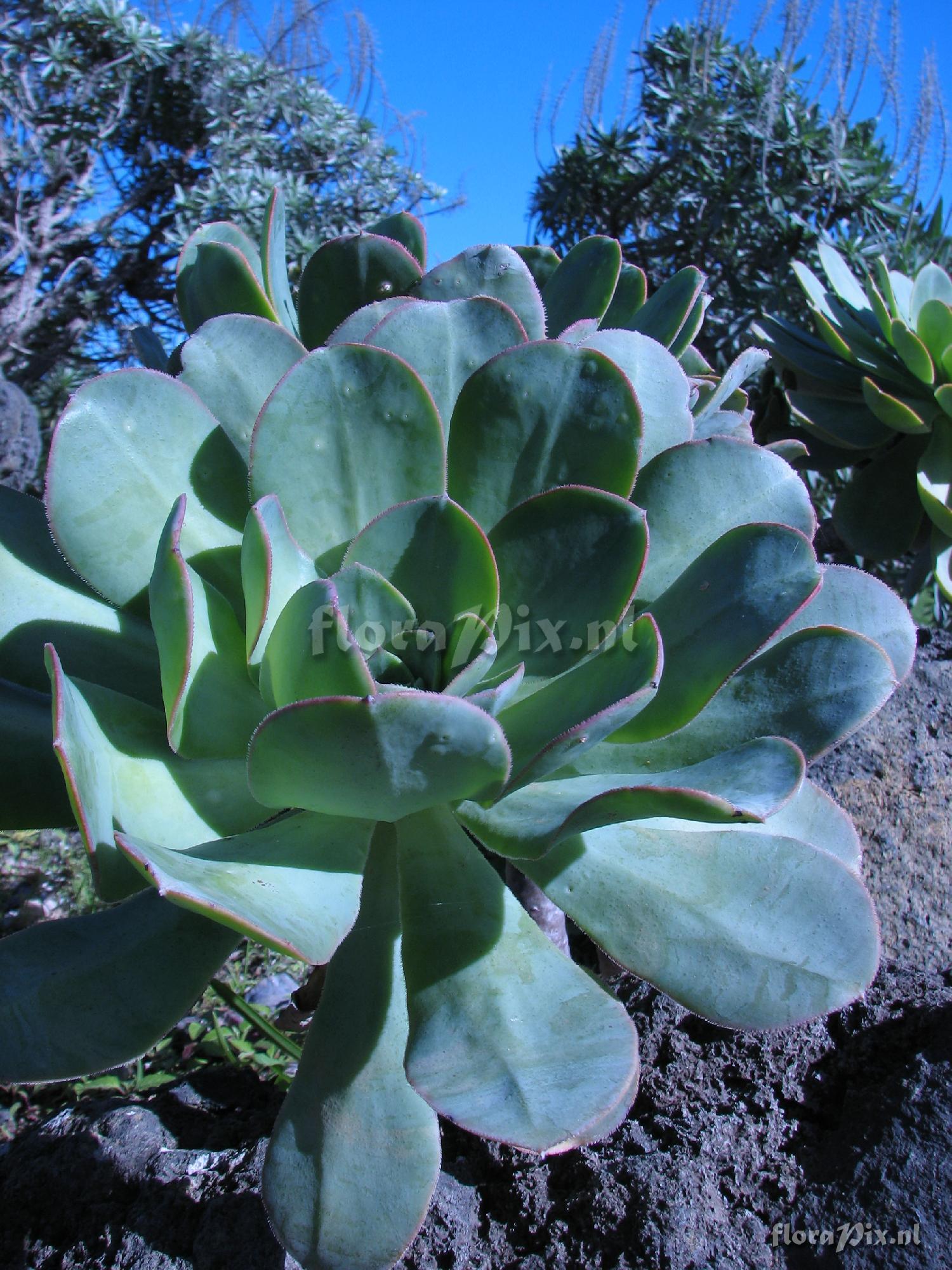 Aeonium hierrense