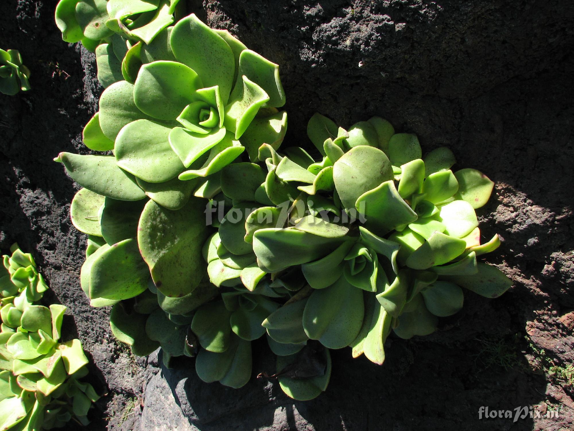 Aeonium nobile