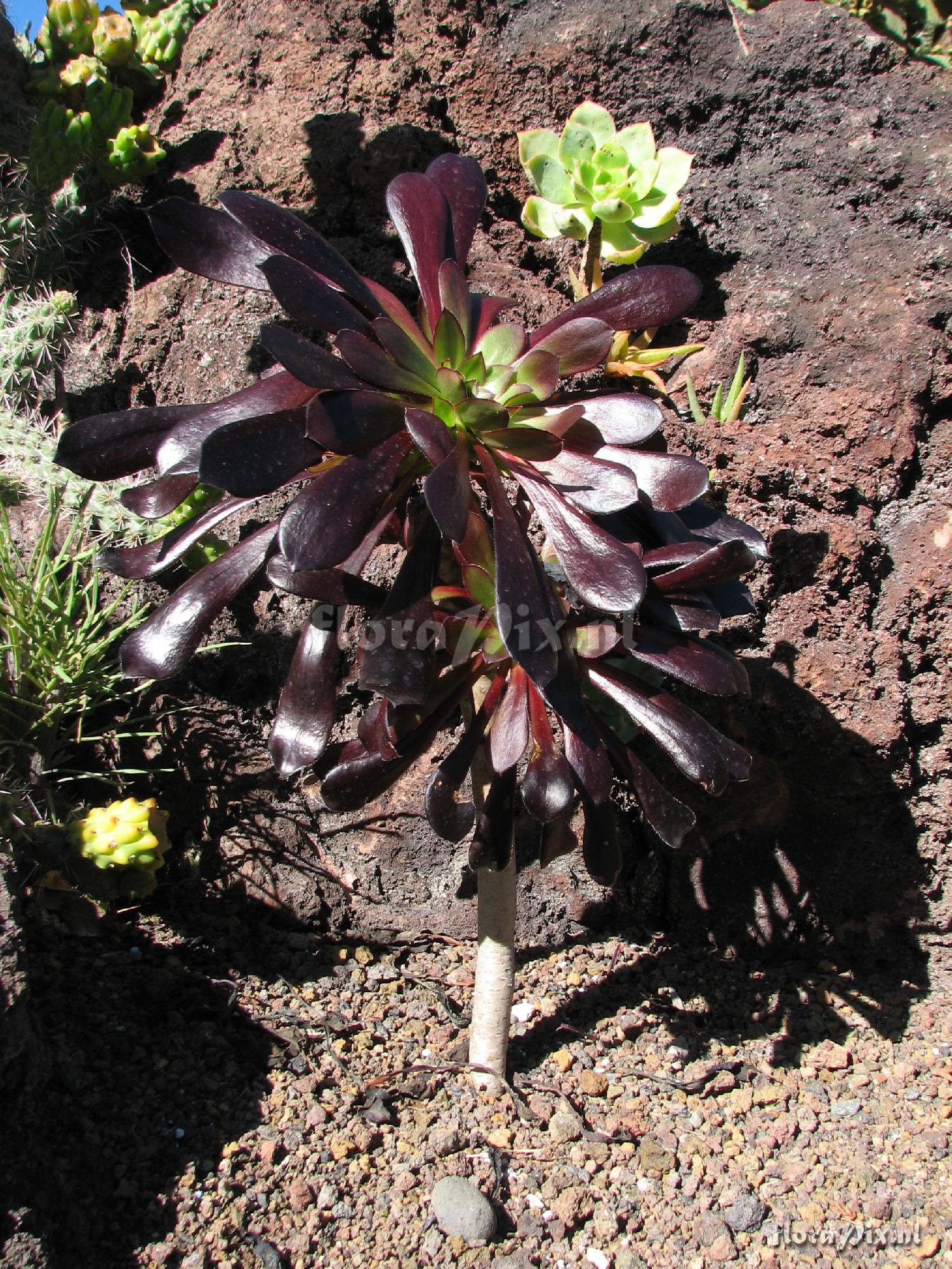 Aeonium arboreum