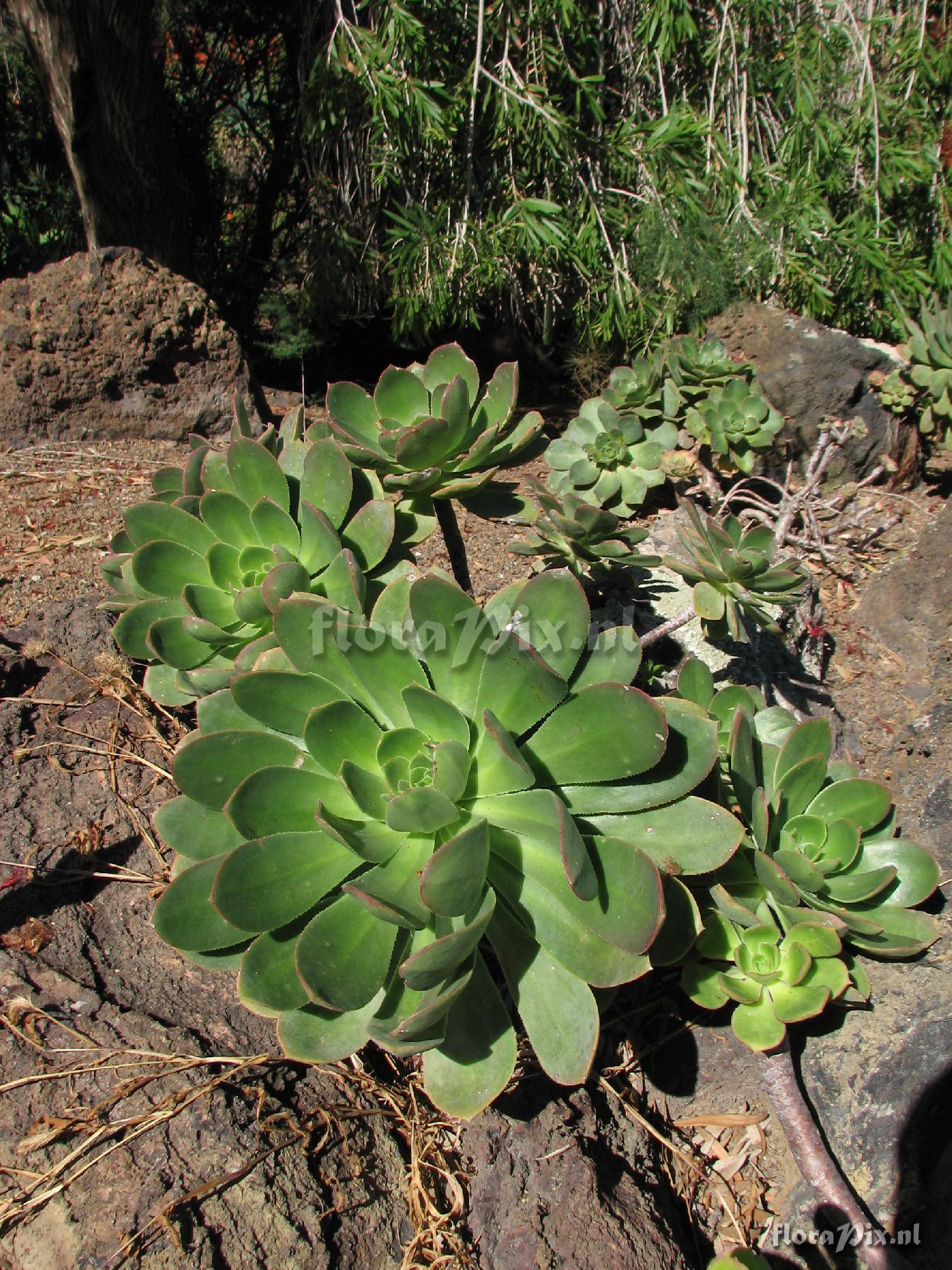 Aeonium calderense