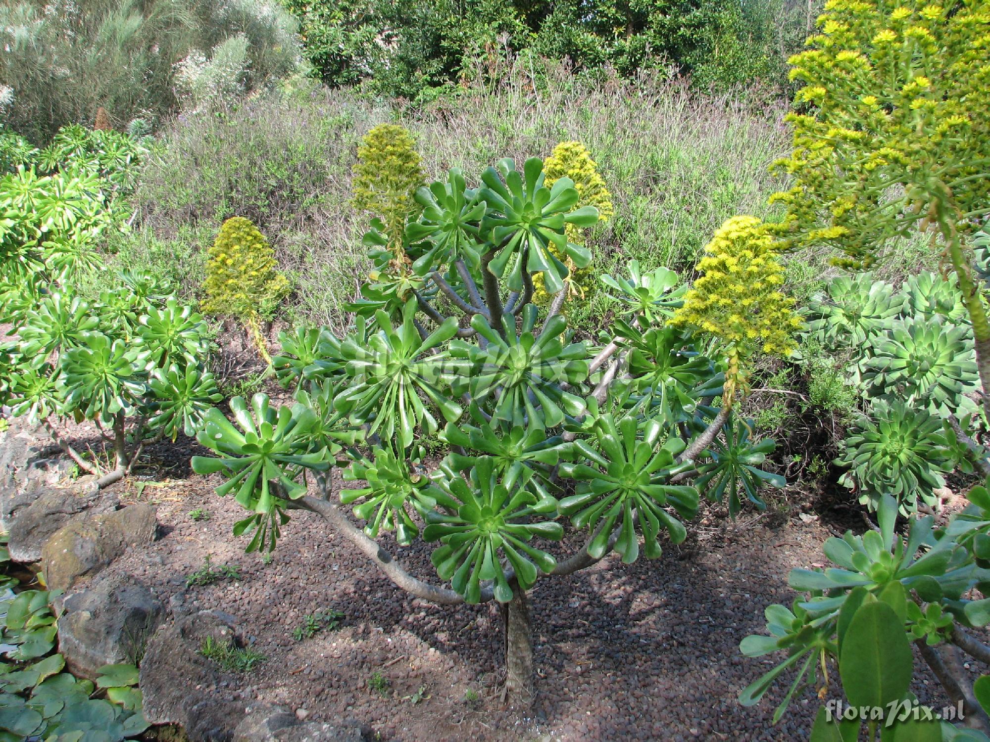 Aeonium percarneum var. percarneum