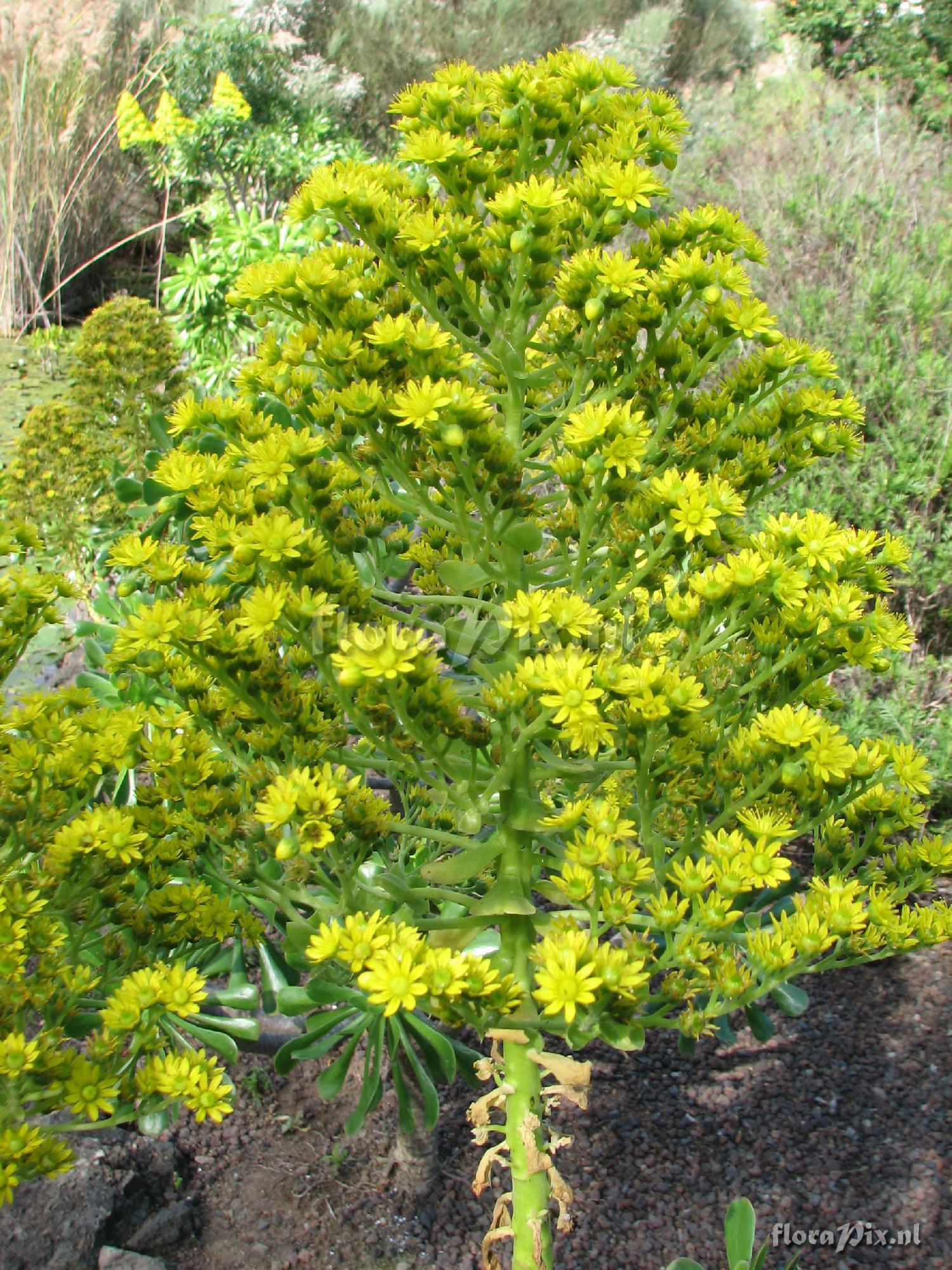 Aeonium percarneum var. percarneum