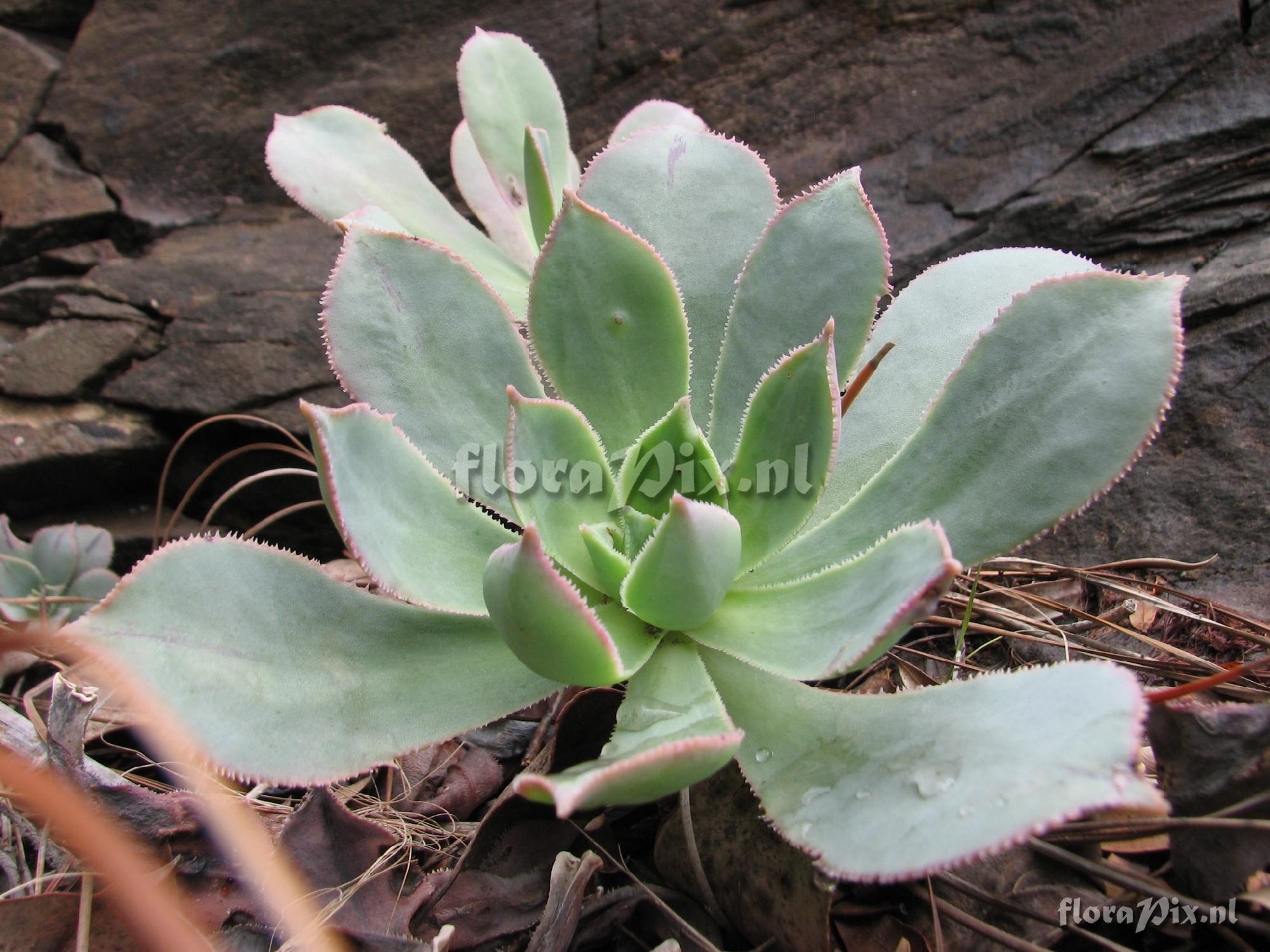 Aeonium percarneum var. percarneum