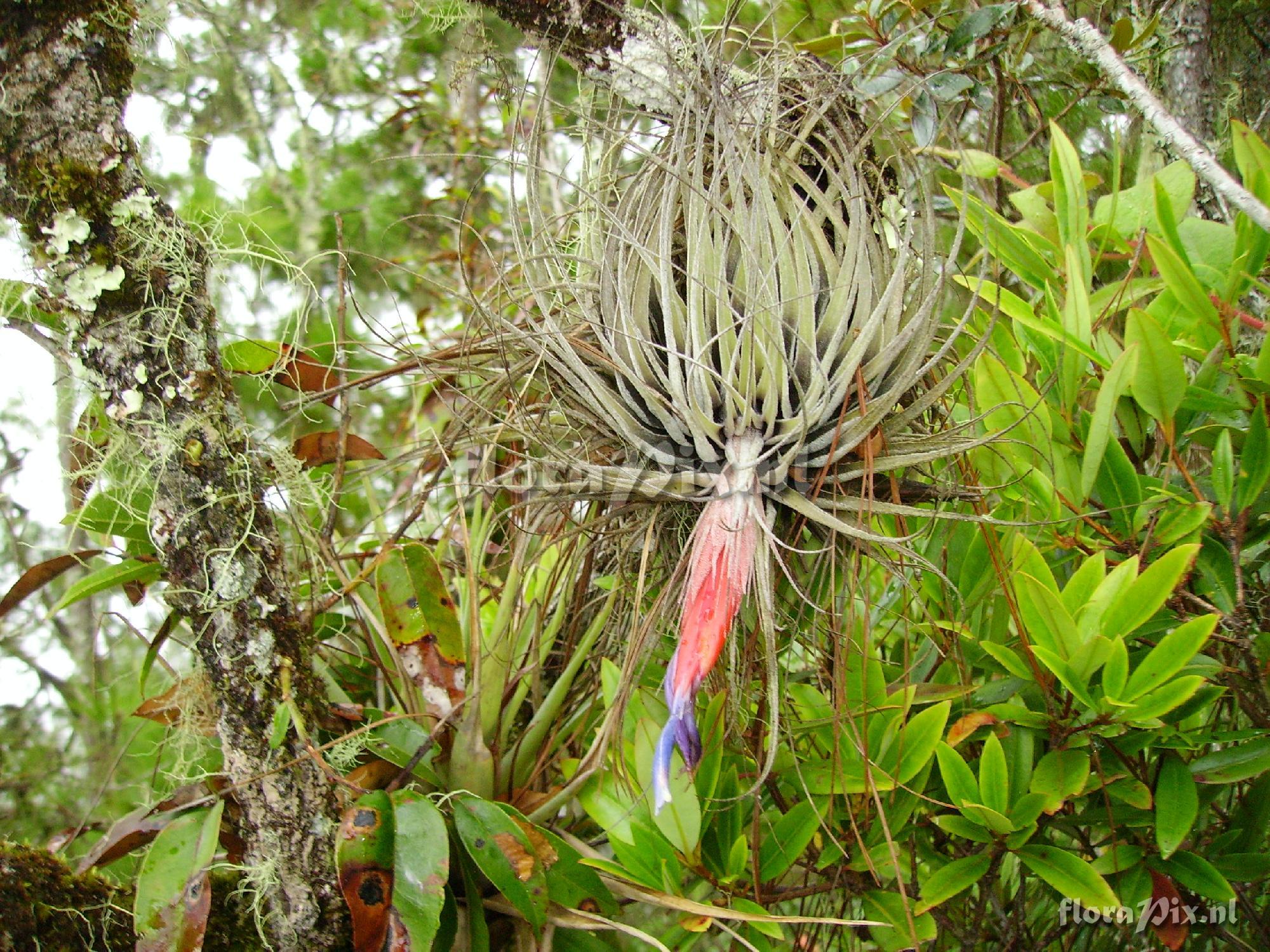 Tillandsia velickiana