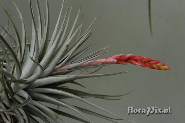 Tillandsia guelzii