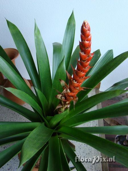 Mezobromelia pleiosticha ?