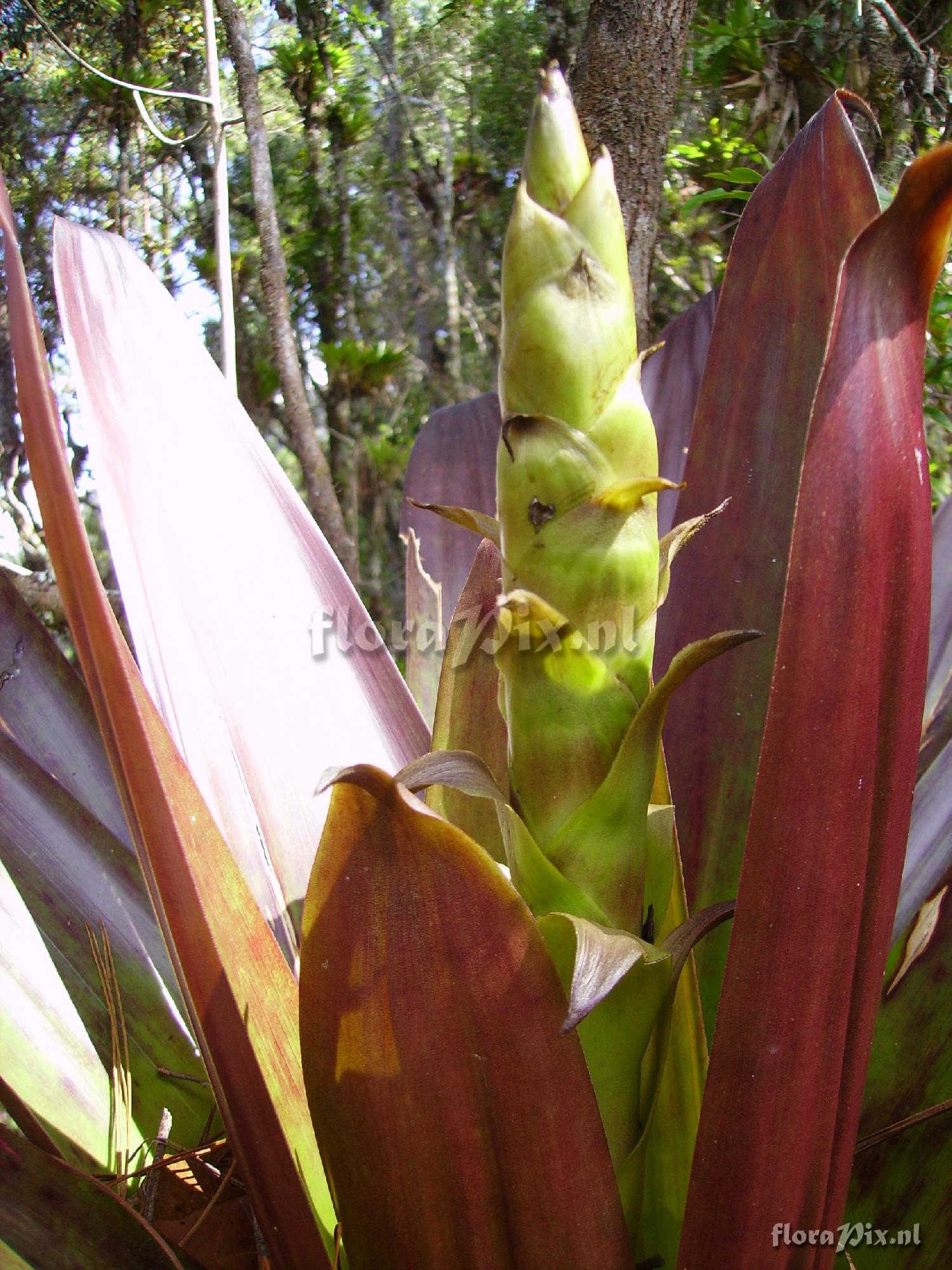 Werauhia werckleana