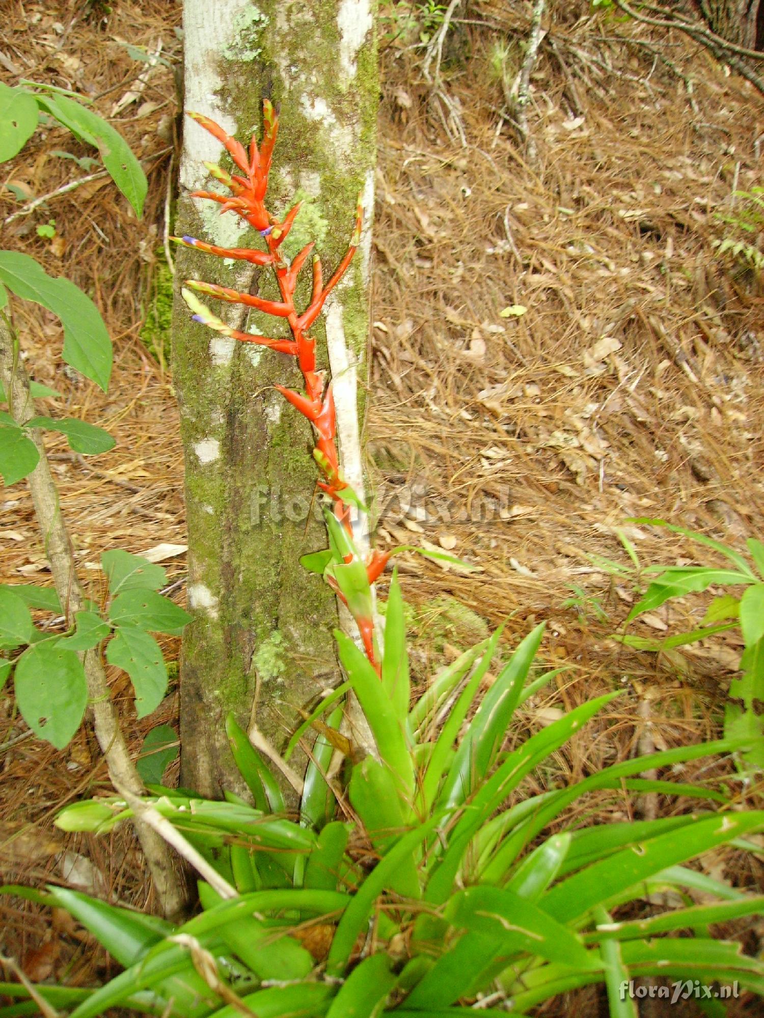 Tillandsia guatemalensis 