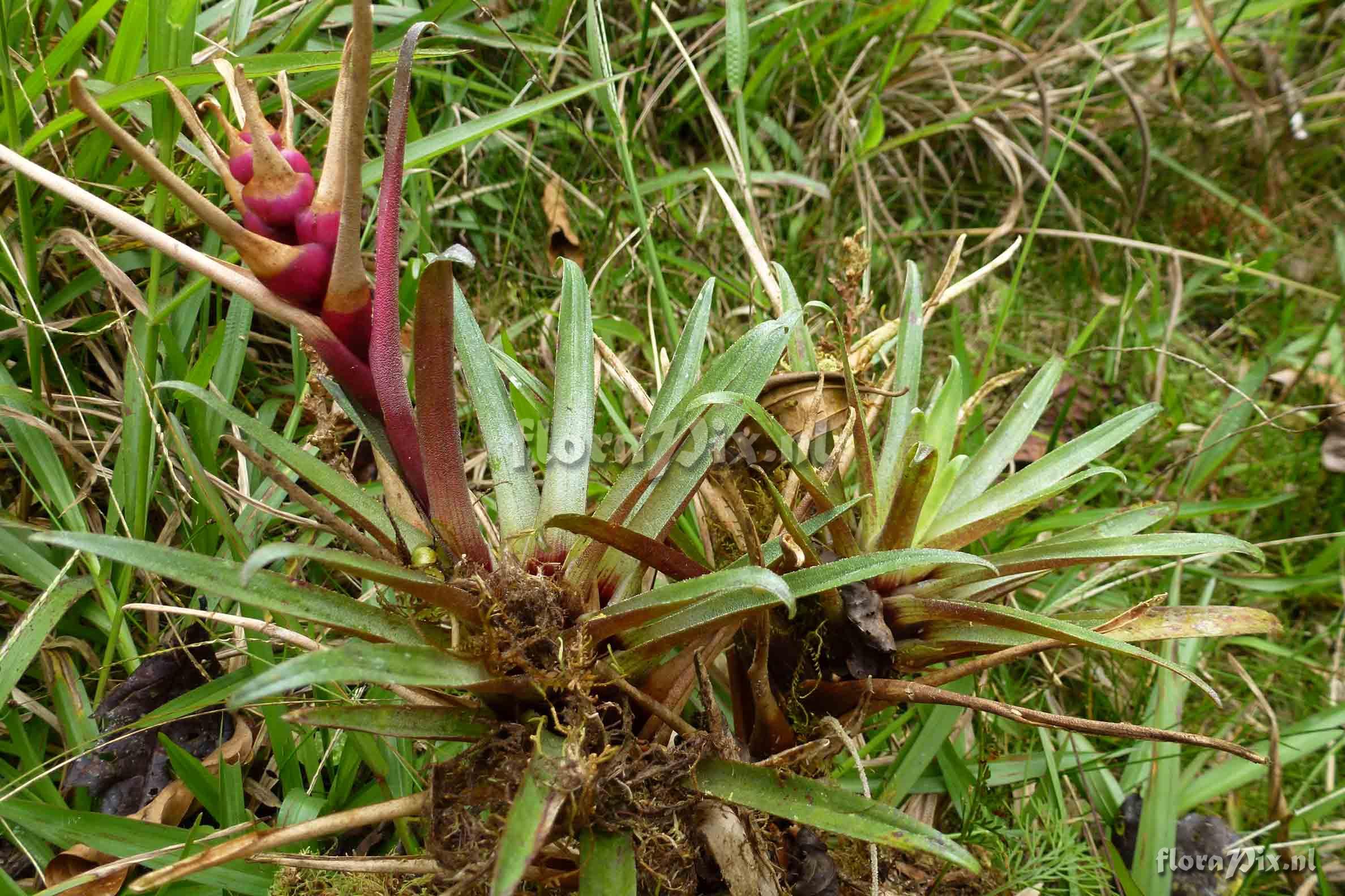 Guzmania  kraenzliniana