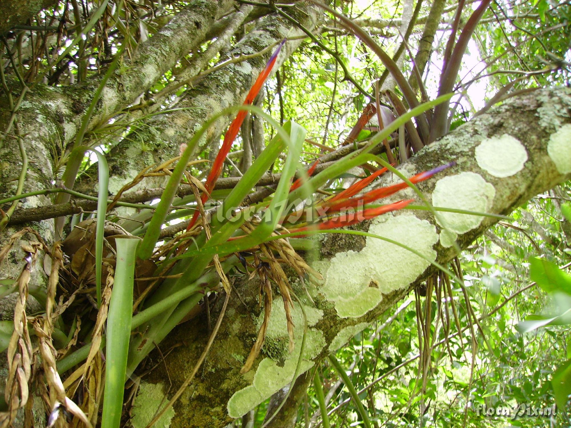 Tillandsia flabellata